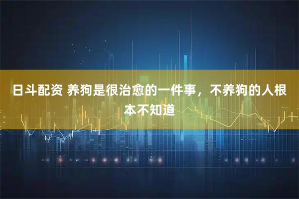 日斗配资 养狗是很治愈的一件事,不养狗的人根本不知道